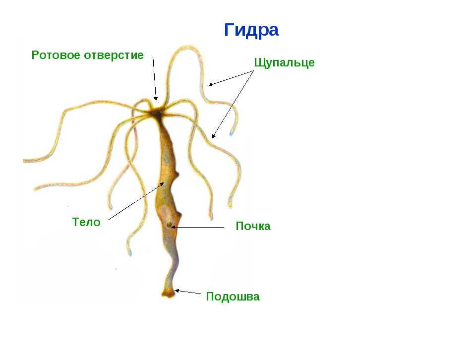 Кракен запрещенные вещества