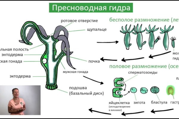 Кракен зеркало прокатис